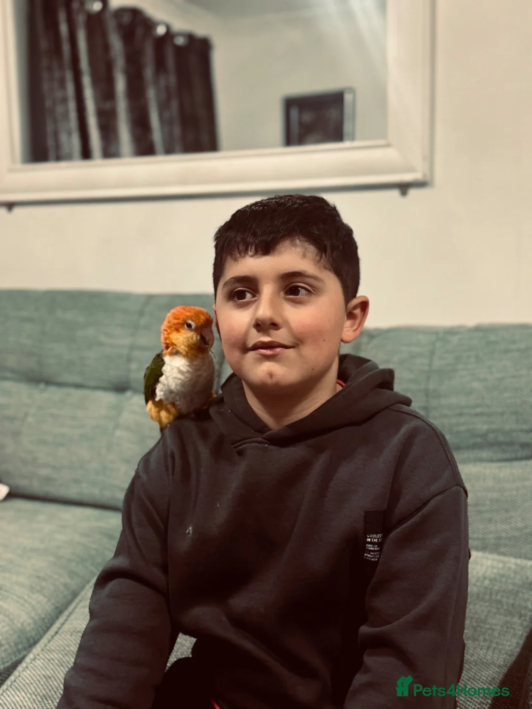 Parrots birds for sale: Stunning 2-Year-Old Caique Very Playful Companion in Bishop's Stortford - Advert 2