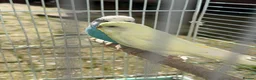 Budgerigars birds for sale: Budgies for sale in Norbury in London - Advert 11