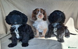 Cockapoo dogs for sale: Health tested show type cockapoo pups, fully vac.  - Image 4