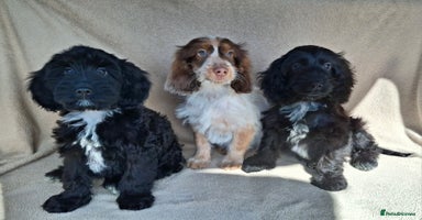 Cockapoo dogs - Advert 12