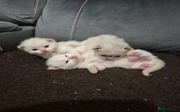 Ragdoll cats for sale: Pure ragdolls 2 flame loits 1 rare tortie - Image 4