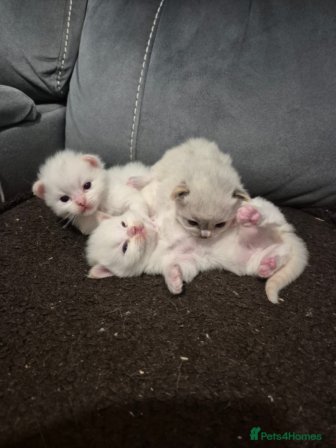 Ragdoll cats for sale: Pure ragdolls 2 flame loits 1 rare tortie - Image 4