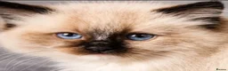Ragdoll cats for sale: Two seal boys - Advert 14