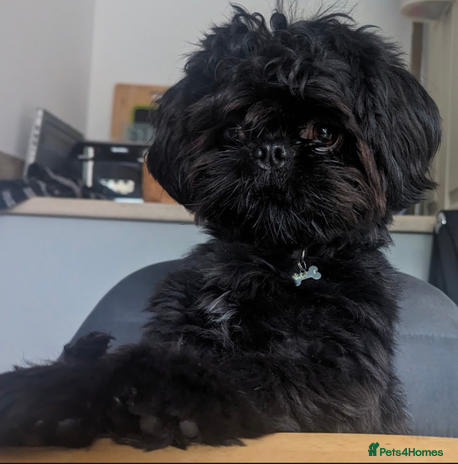 Shih Tzu dogs for stud in Lytham Saint Annes - Advert 1