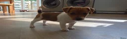 Jack Russell dogs for sale: Exquisite litter of Jack Russell Pups 🐾  - Advert 12
