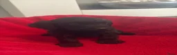 Cockapoo dogs for sale: Our Beautiful Cockapoo Puppys ❤️ - Advert 20
