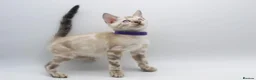 Bengal cats for sale: Stunning TICA Registered Bengal Kittens - Advert 4