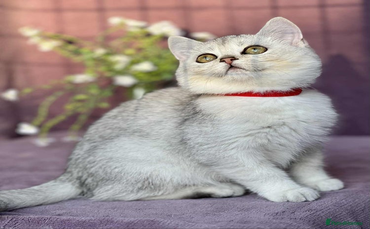 British Shorthair cats - Advert 2