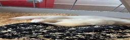 Ferret rodents for sale: 2 ferrets and 1 cage in Bedford - Advert 4
