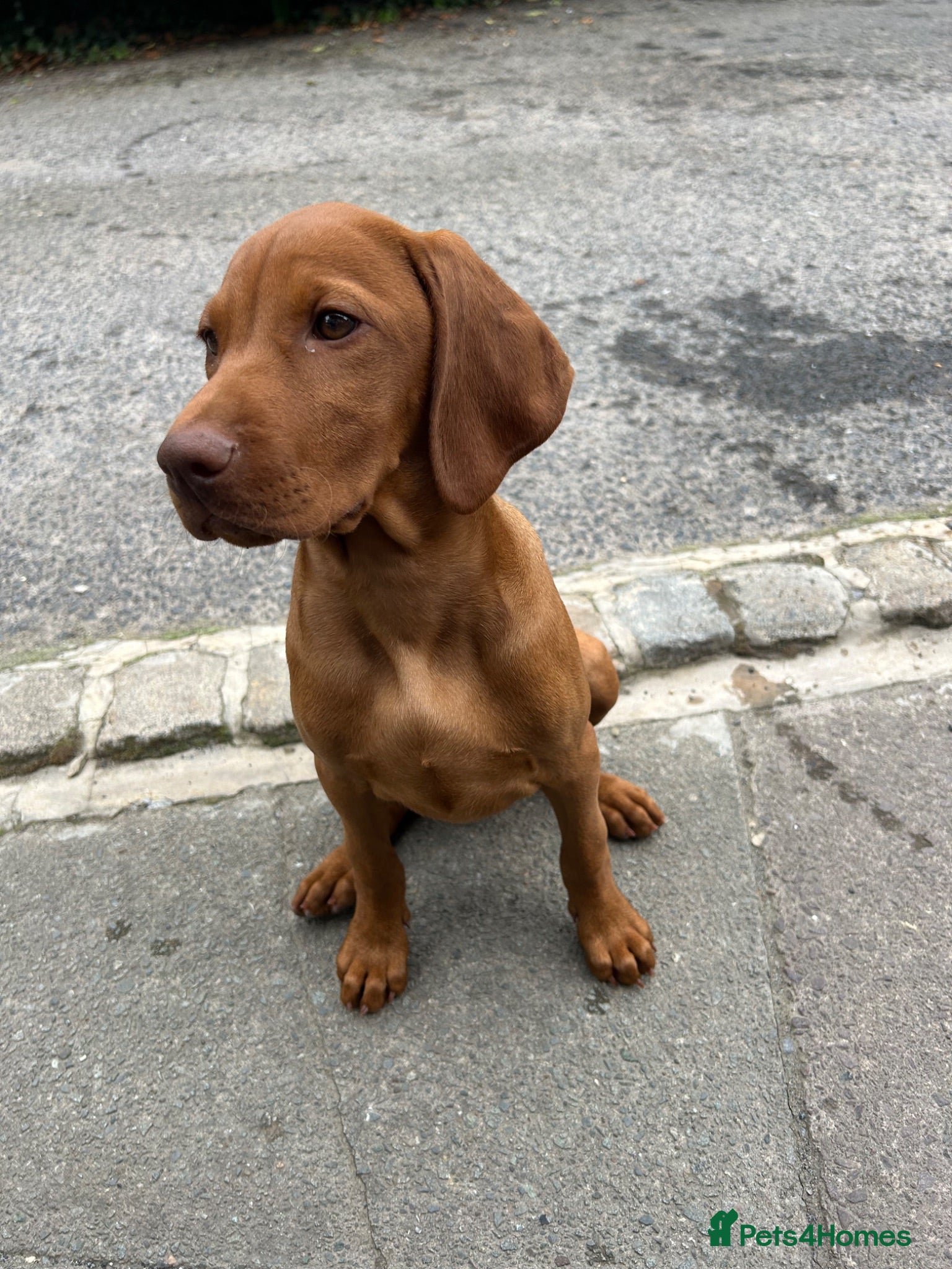Hungarian Vizsla dogs KC Hungarian Vizsla puppies  - Advert 2