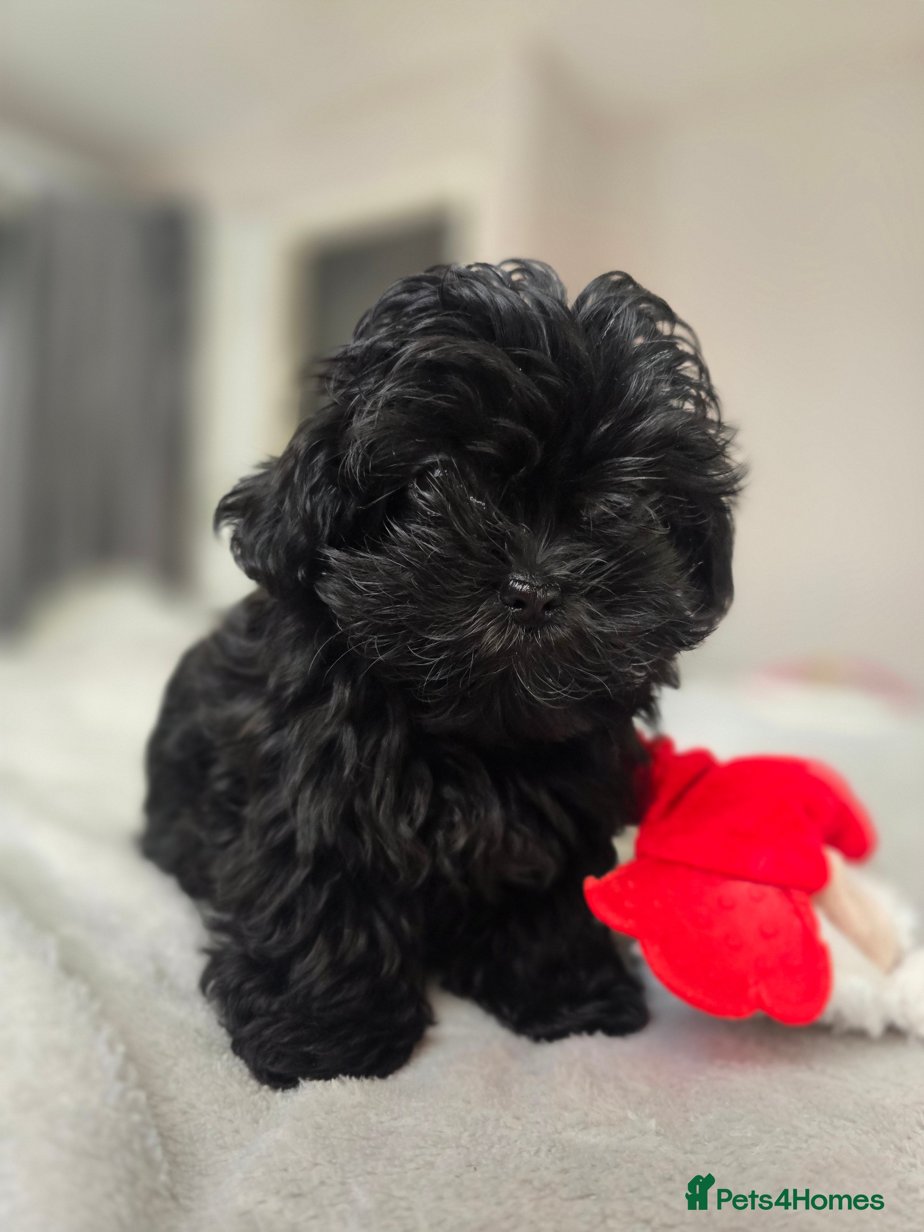 Havanese dogs Russkaya Tsvetnaya Bolonka- Rare,Devoted, Adorable - Advert 4