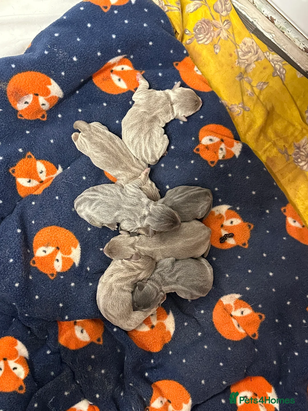 Jack Russell dogs for sale: Jack Russel puppies  - Advert 10