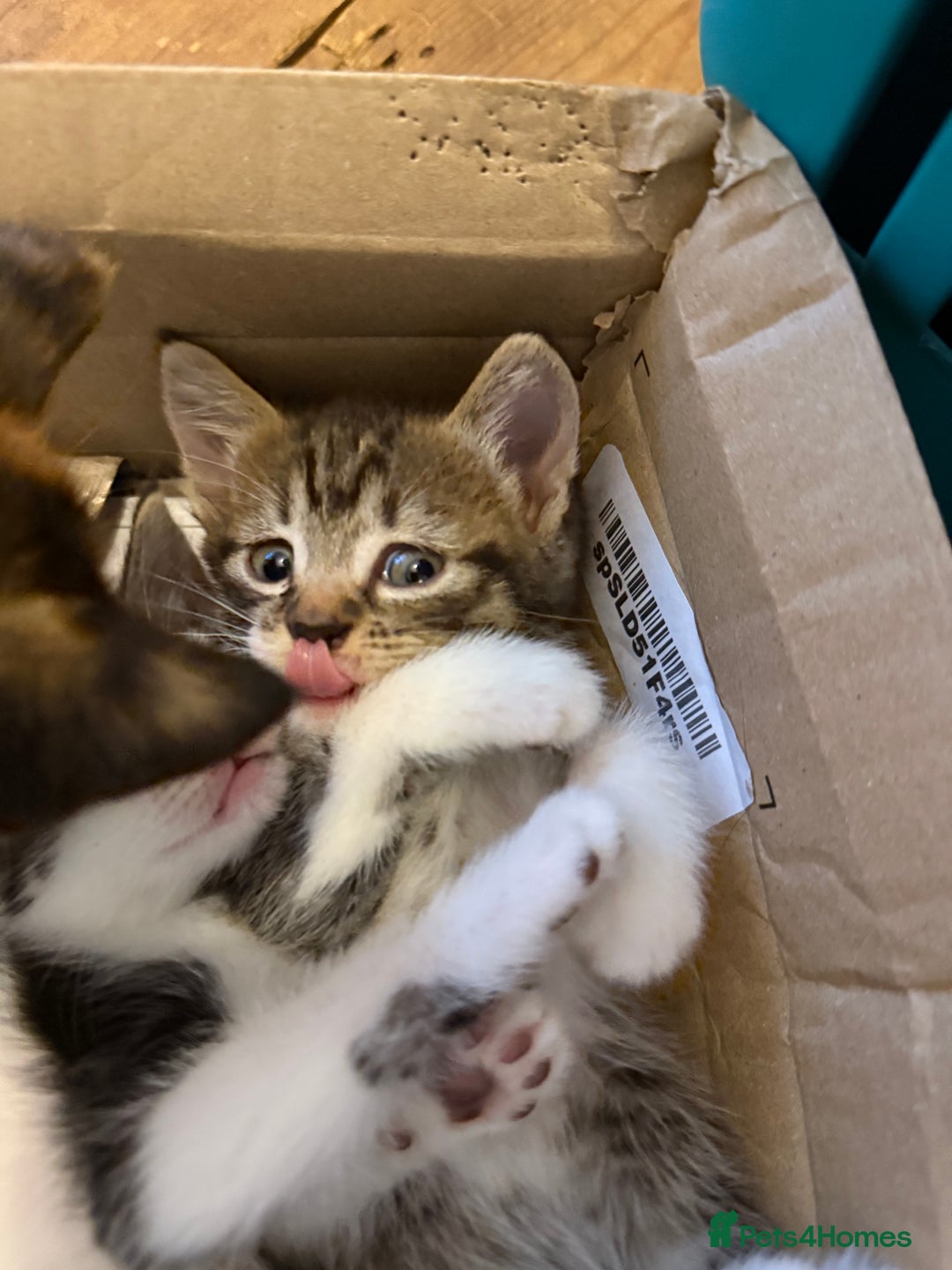 Mixed Breed cats for sale: Mixed breed kittens  - Image 14