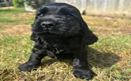 Cocker Spaniel dogs for sale: Outstanding quality show cockers  - Image 5