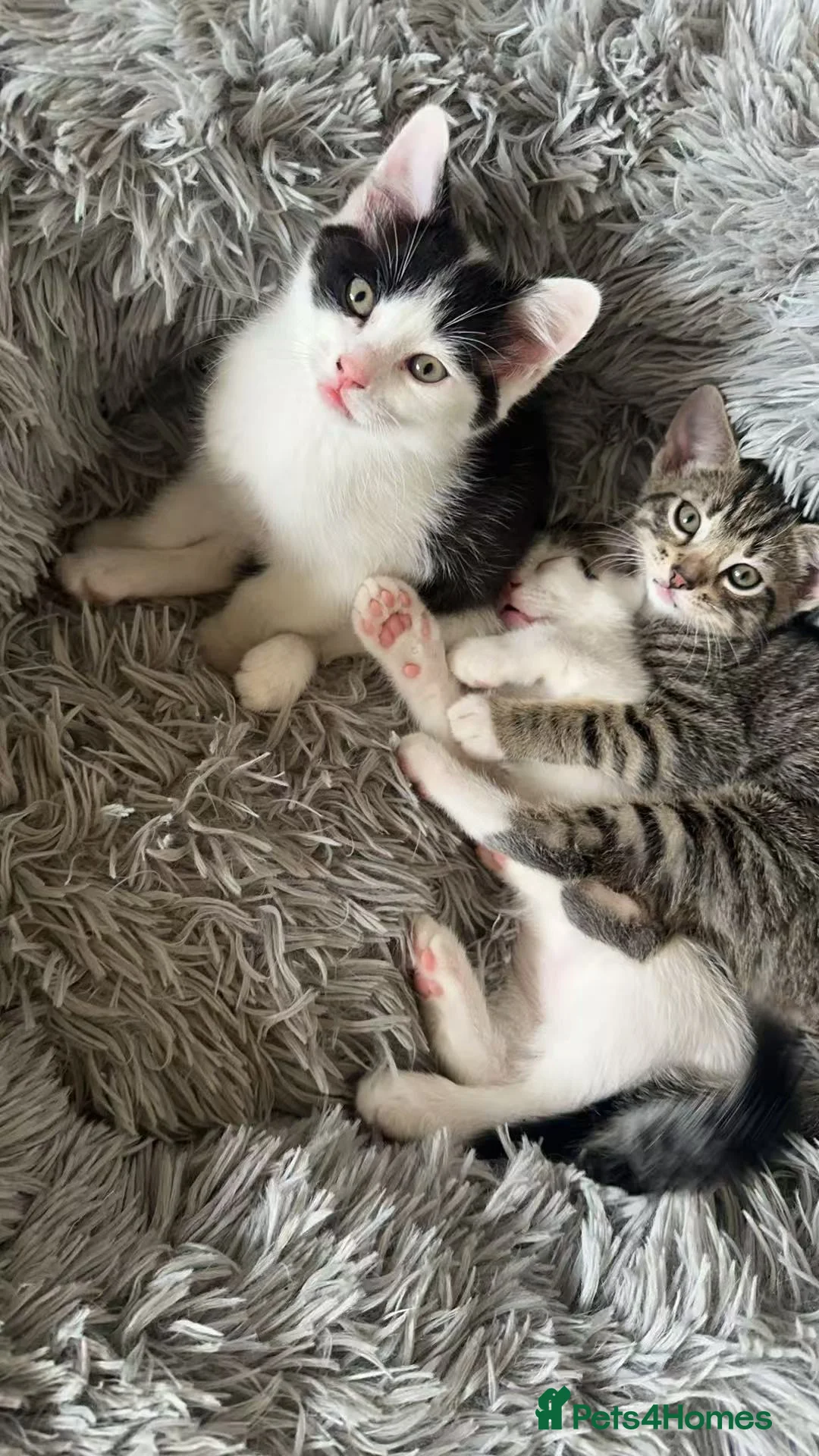 Mixed Breed cats for sale: Kitten for sale  - Advert 4