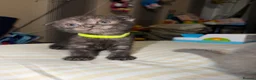 Mixed Breed cats for sale: RARE Gorgeous ScottishFold&British ShortHair  - Advert 12