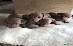 Miniature Dachshund dogs for sale: Isabella Tan Miniature Dachshund puppies in Rochester - Image 3