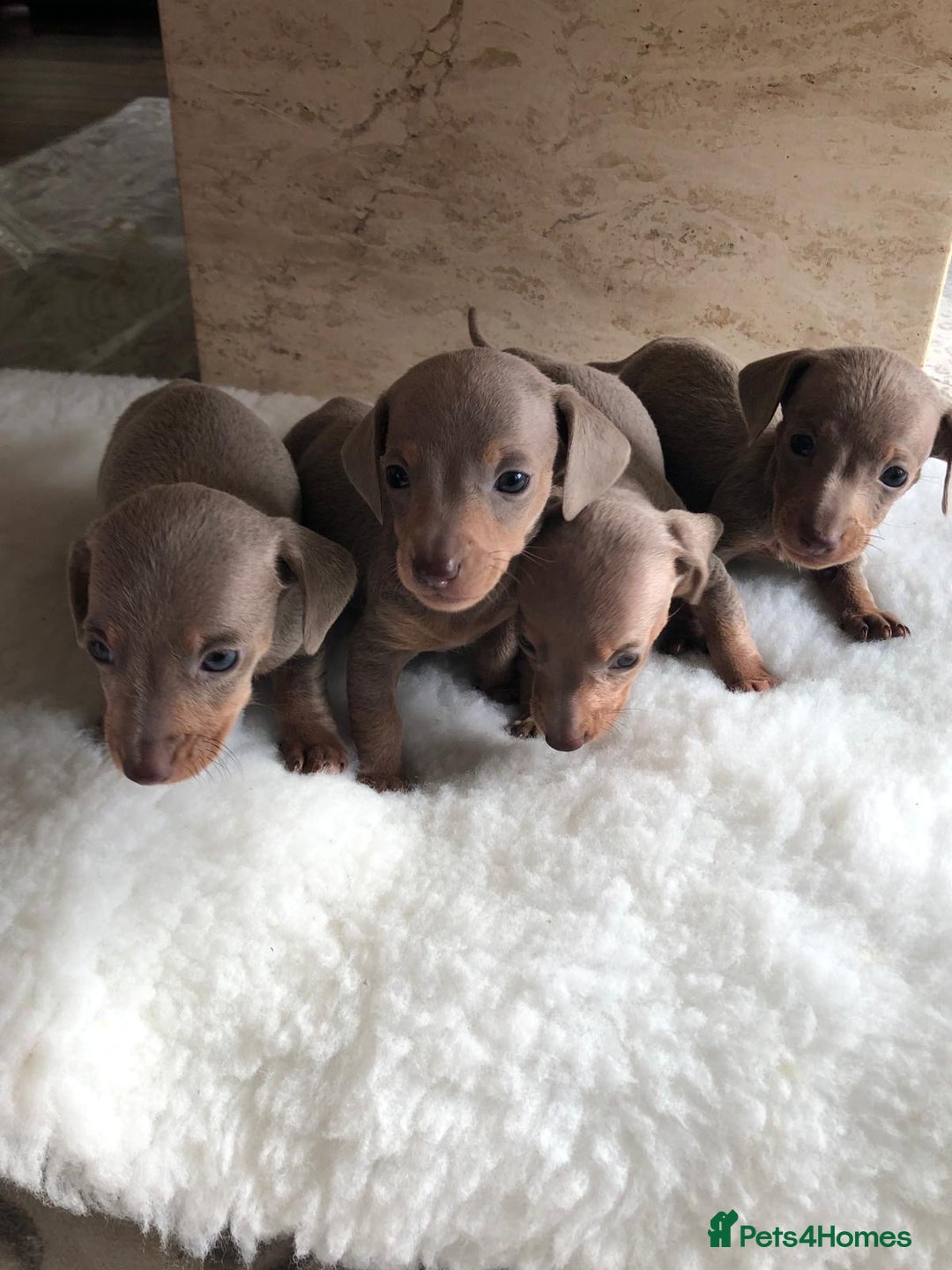 Miniature Dachshund dogs for sale: Isabella Tan Miniature Dachshund puppies in Rochester - Image 3