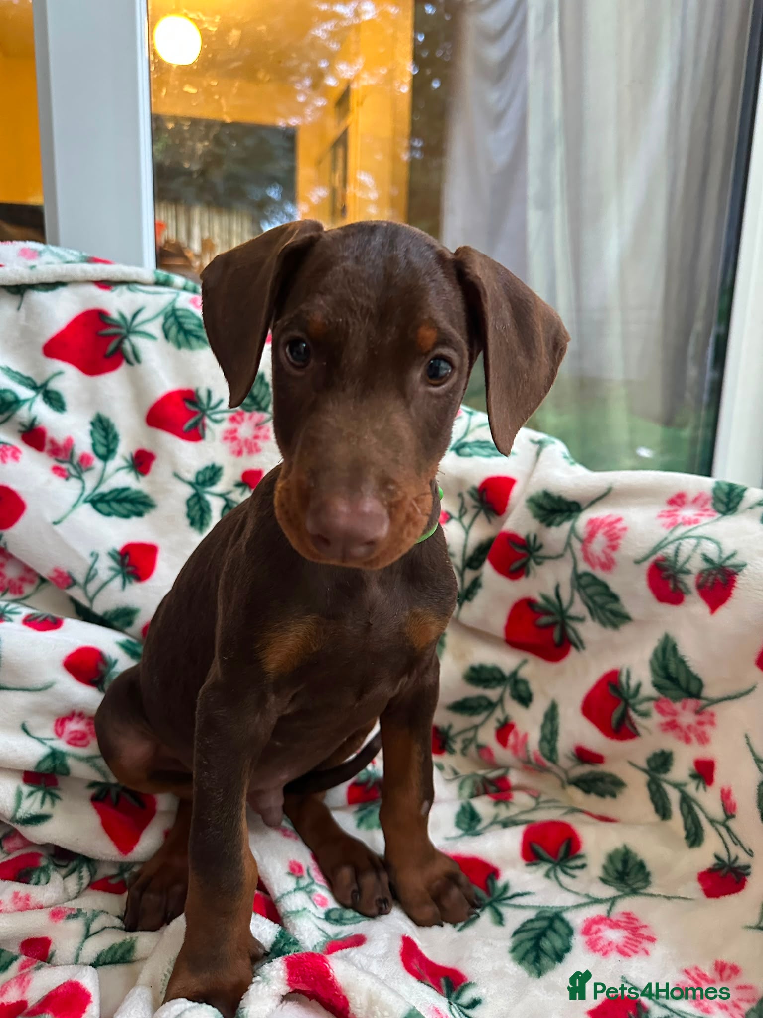 Dobermann dogs Beautiful family dobermans * 2 boys ready to go* - Advert 6