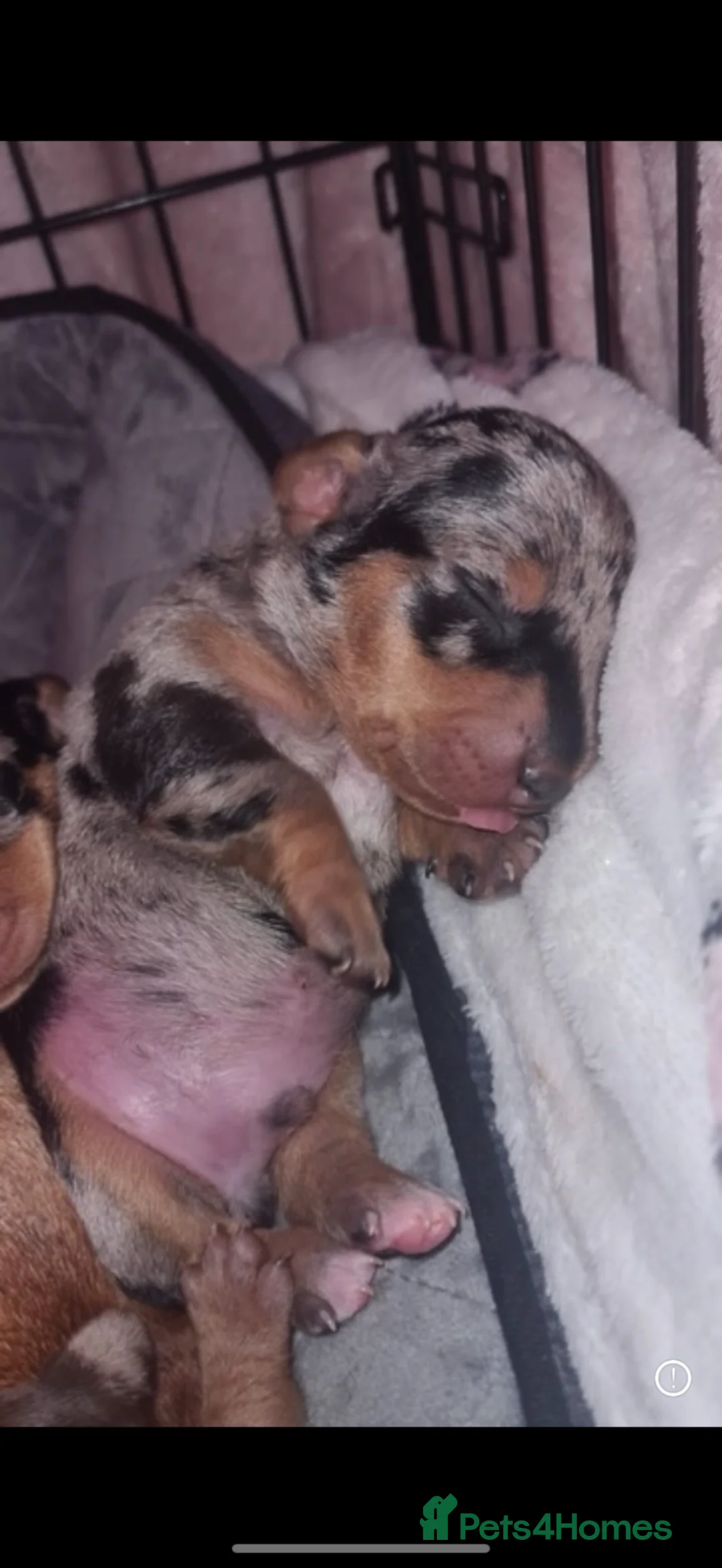 Miniature Dachshund dogs for stud: Kc reg miniature dachshund for stud - Advert 10
