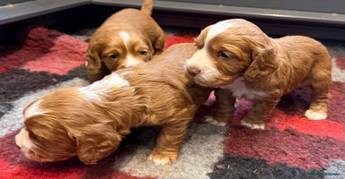 Cocker Spaniel dogs - Advert 2
