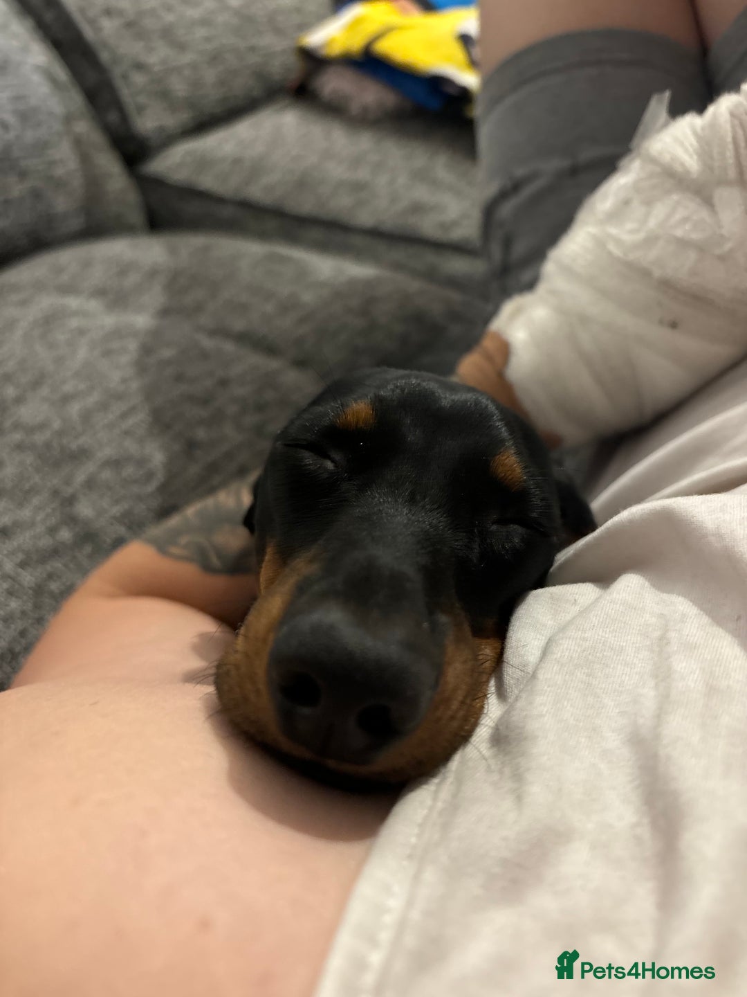 Miniature Dachshund dogs for sale: Miniature dachshund spooky - Advert 12