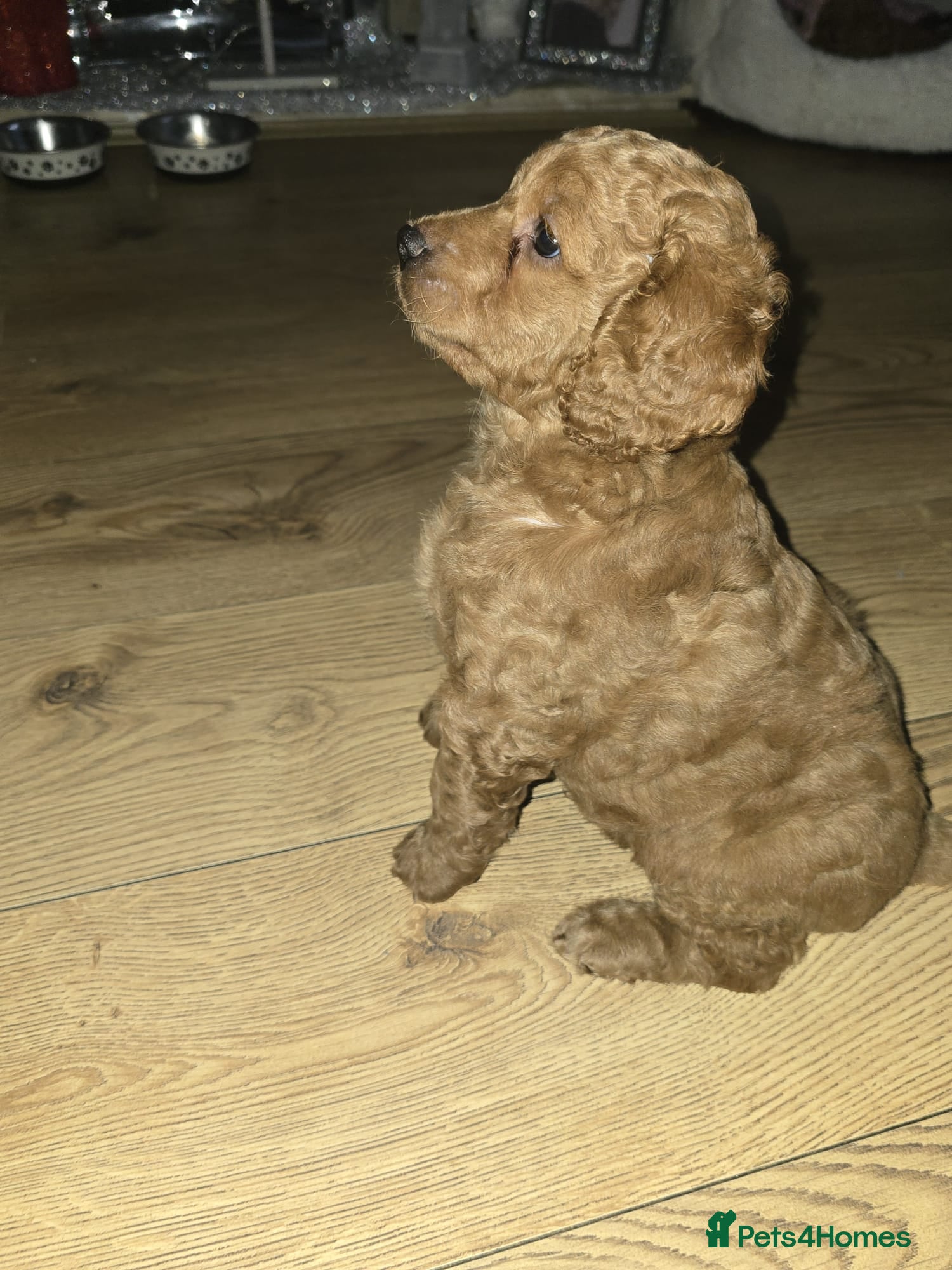 Cockapoo dogs Ready 23rd Dec F3 miniature stunning Boy for sale. - Advert 14