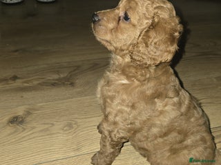 Cockapoo dogs F3 miniature stunning Boy for sale. - Advert 15