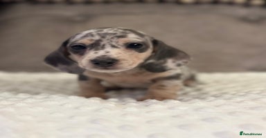 Miniature Dachshund dogs KC Miniature Dachshunds Blue and Cream dapple - Advert 5