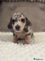 Miniature Dachshund dogs KC Miniature Dachshunds Blue and Cream dapple - Advert 2