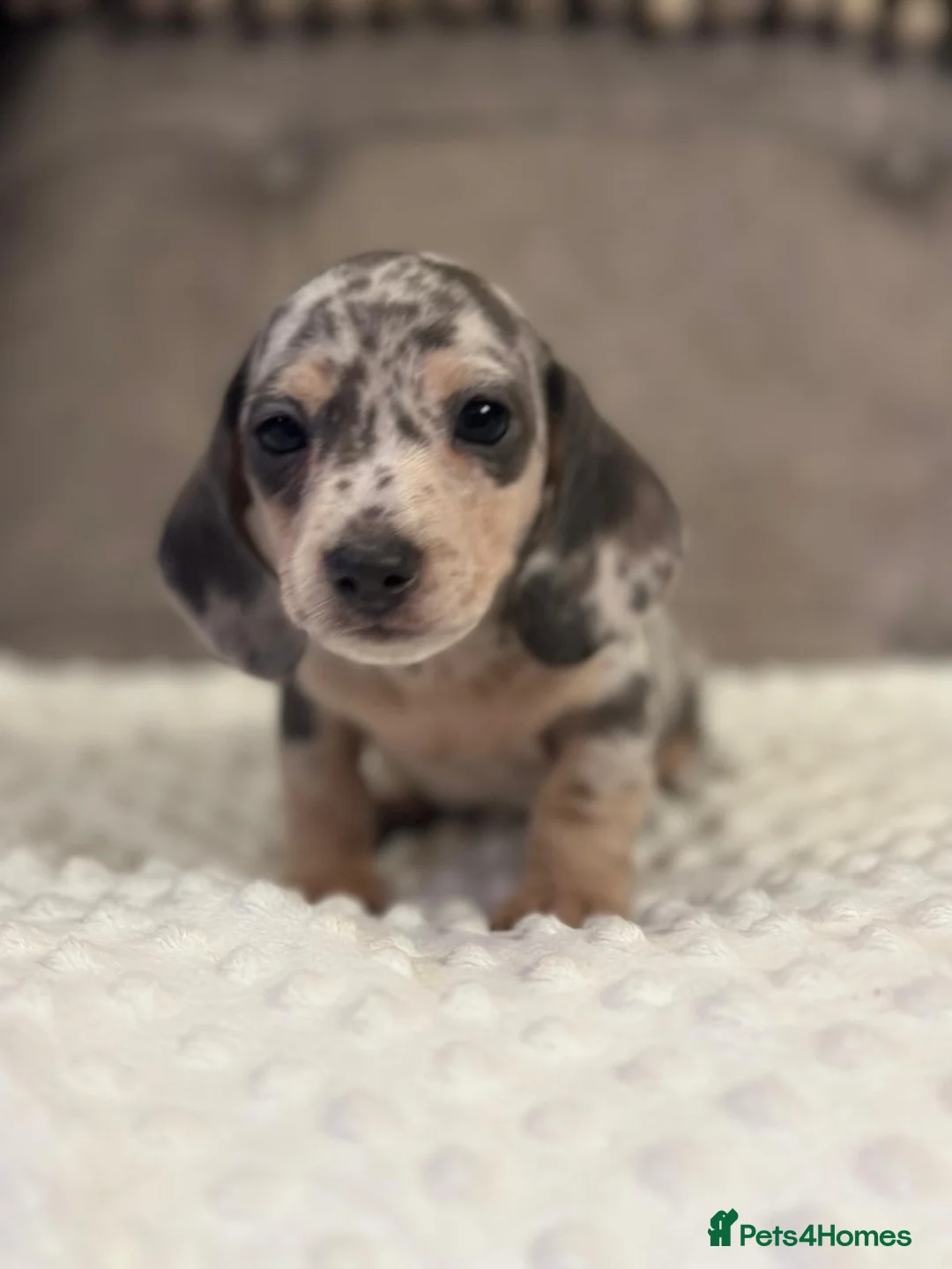 Miniature Dachshund dogs for sale: KC Mini Dachshunds Blue/Isabella & Cream dapple - Advert 2