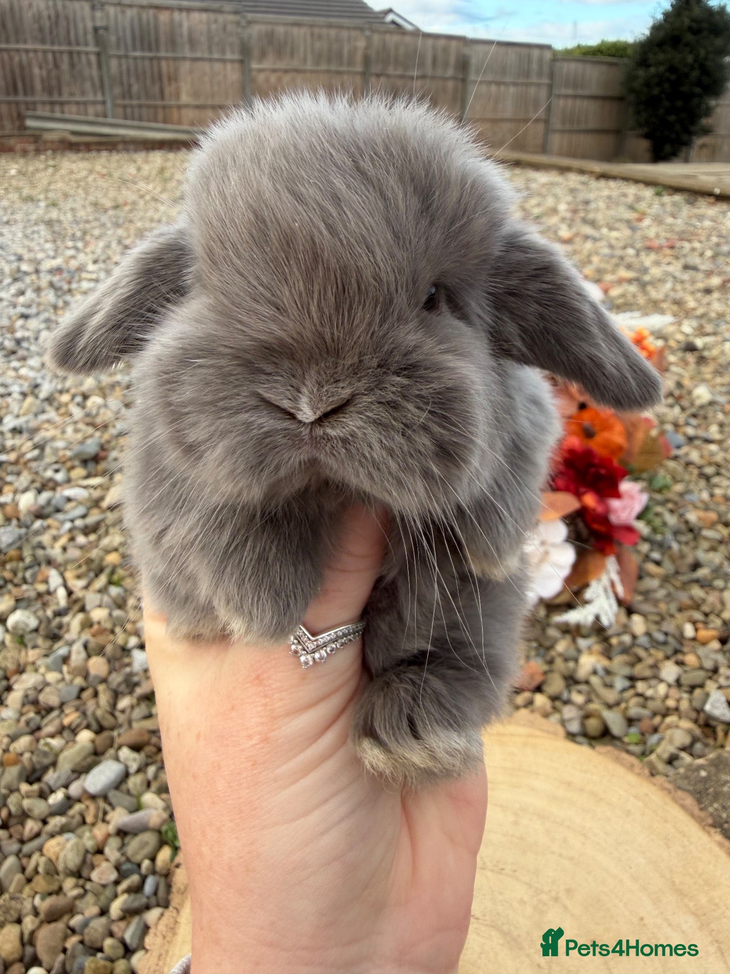 Mini Lop rabbits Beautiful mini lop ready to reserve 🩷🥰 - Advert 11