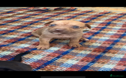 Mixed Breed dogs for sale: Beautiful Border collie/kelpie X staff cross pups - Image 28