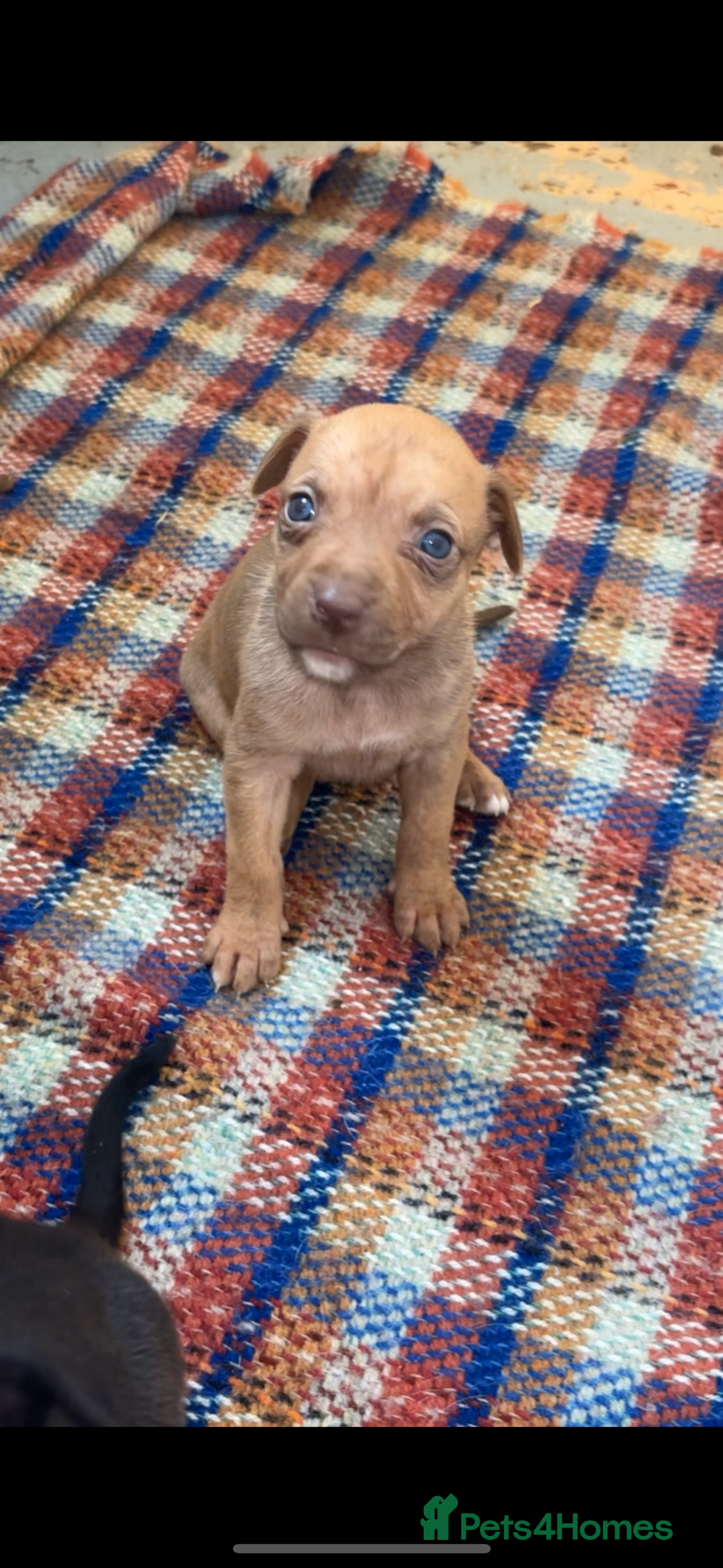 Mixed Breed dogs for sale: Beautiful Border collie/kelpie X staff cross pups - Image 28