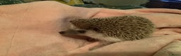 Pygmy Hedgehog rodents for sale: Beautiful little boy soft nature.Full pedigree. - Advert 1