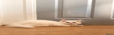 Persian 1