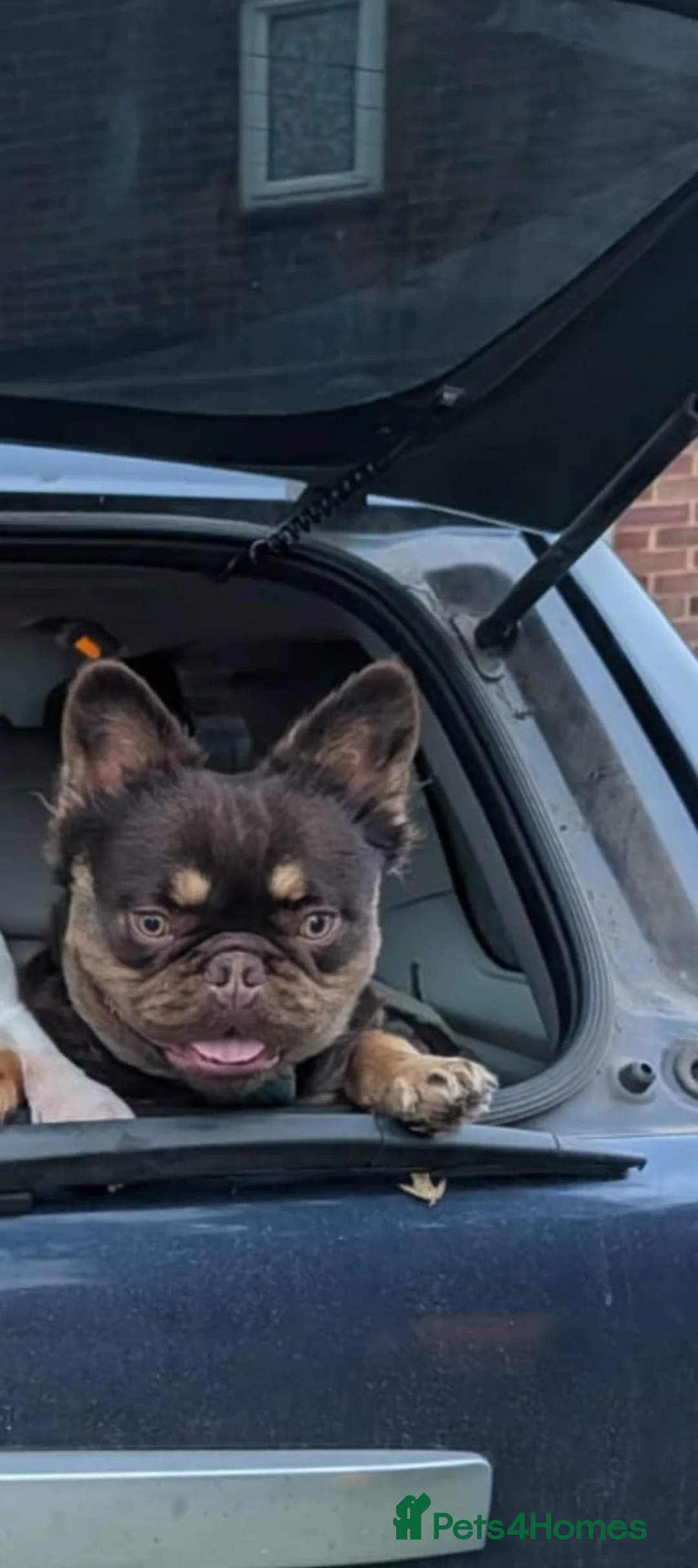 French Bulldog dogs for sale: FLUFFY french bulldog male - Advert 2