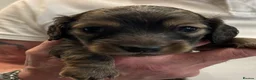 Miniature Dachshund dogs for sale: Mini Long Haired Daschund  - Advert 4