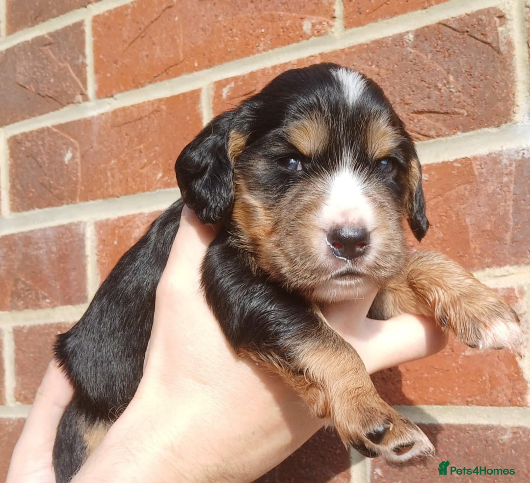 Cocker Spaniel dogs for sale: 3Beautiful show type cocker spaniels 💕♥️ 💙💕 - Image 22