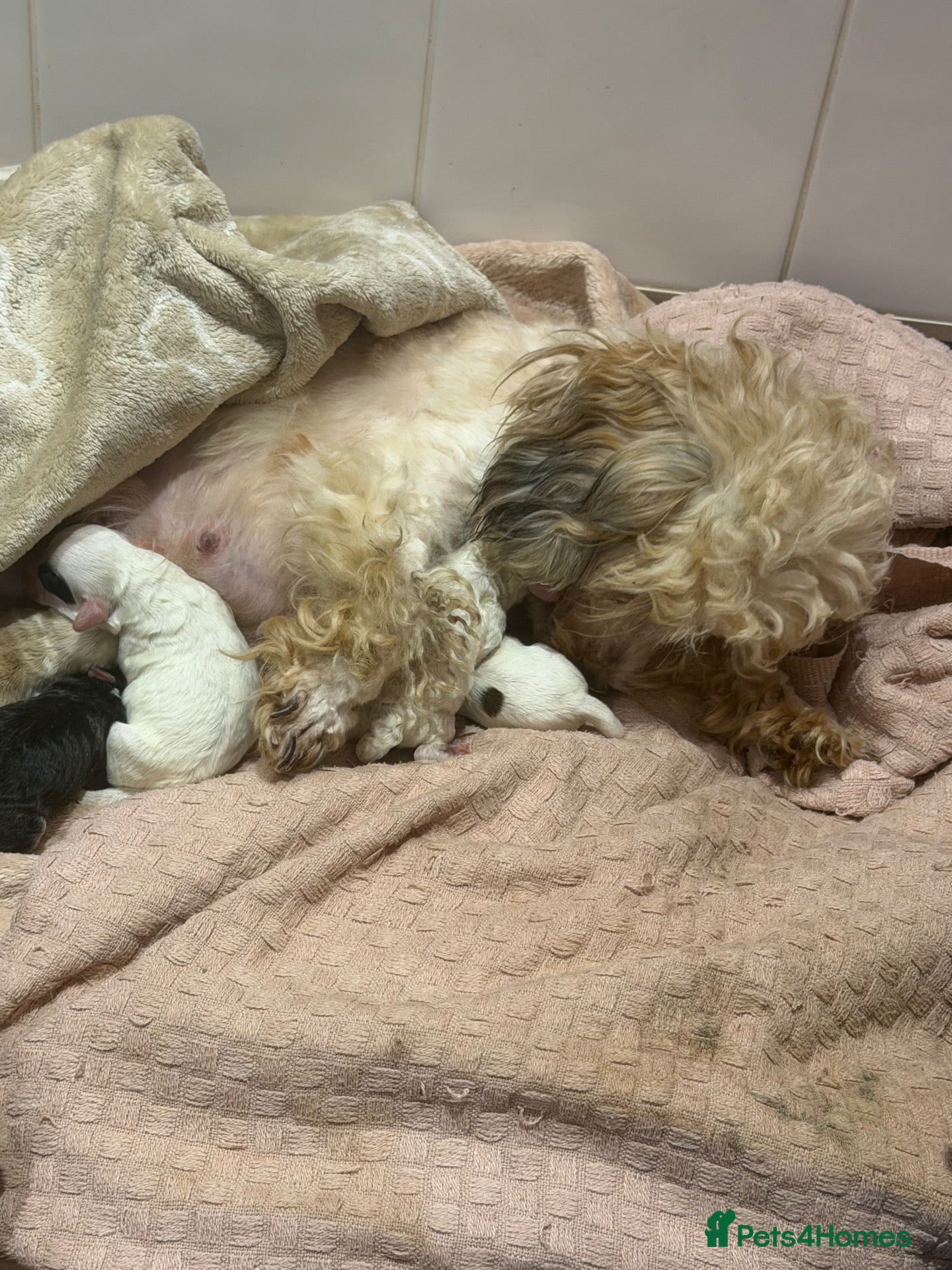 Maltipoo dogs for sale: Gorgeous Maltipoo puppies ready to be reserved - Advert 11