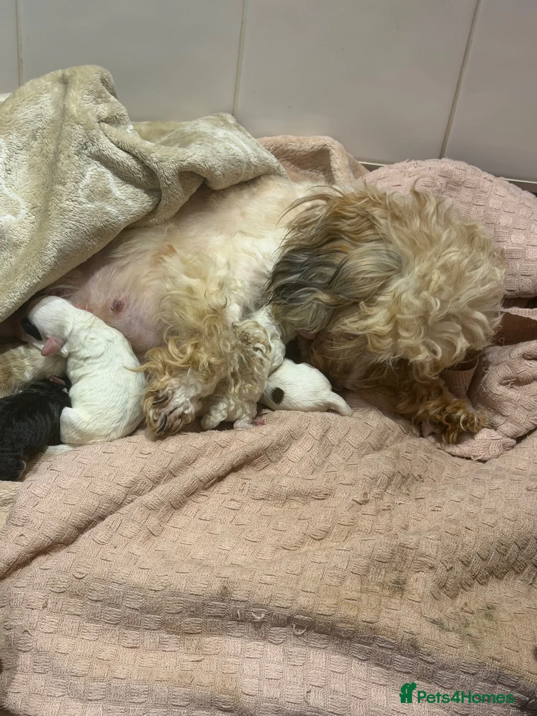 Maltipoo dogs for sale: Gorgeous Maltipoo puppies ready to be reserved - Advert 5