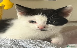 Ragdoll cats for sale: Ragdoll X 4 Beautiful kittens - Image 8