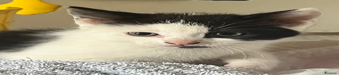 Ragdoll Kitten 4 …Smudge