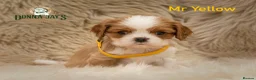 Cavalier King Charles Spaniel dogs for sale: ✨ DONNAJAYS CAVALIER KING CHARLES SPANIEL ✨ - Advert 6
