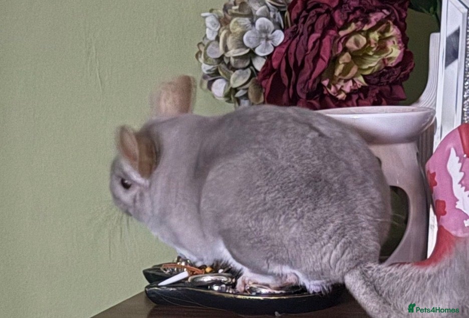 Chinchilla rodents Chinchilla looking for his forever home - Advert 1