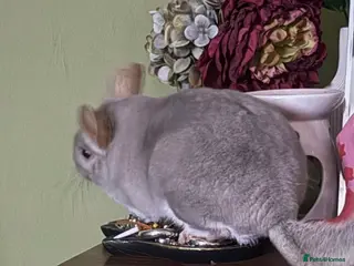 Chinchilla rodents Chinchilla looking for his forever home - Advert 1