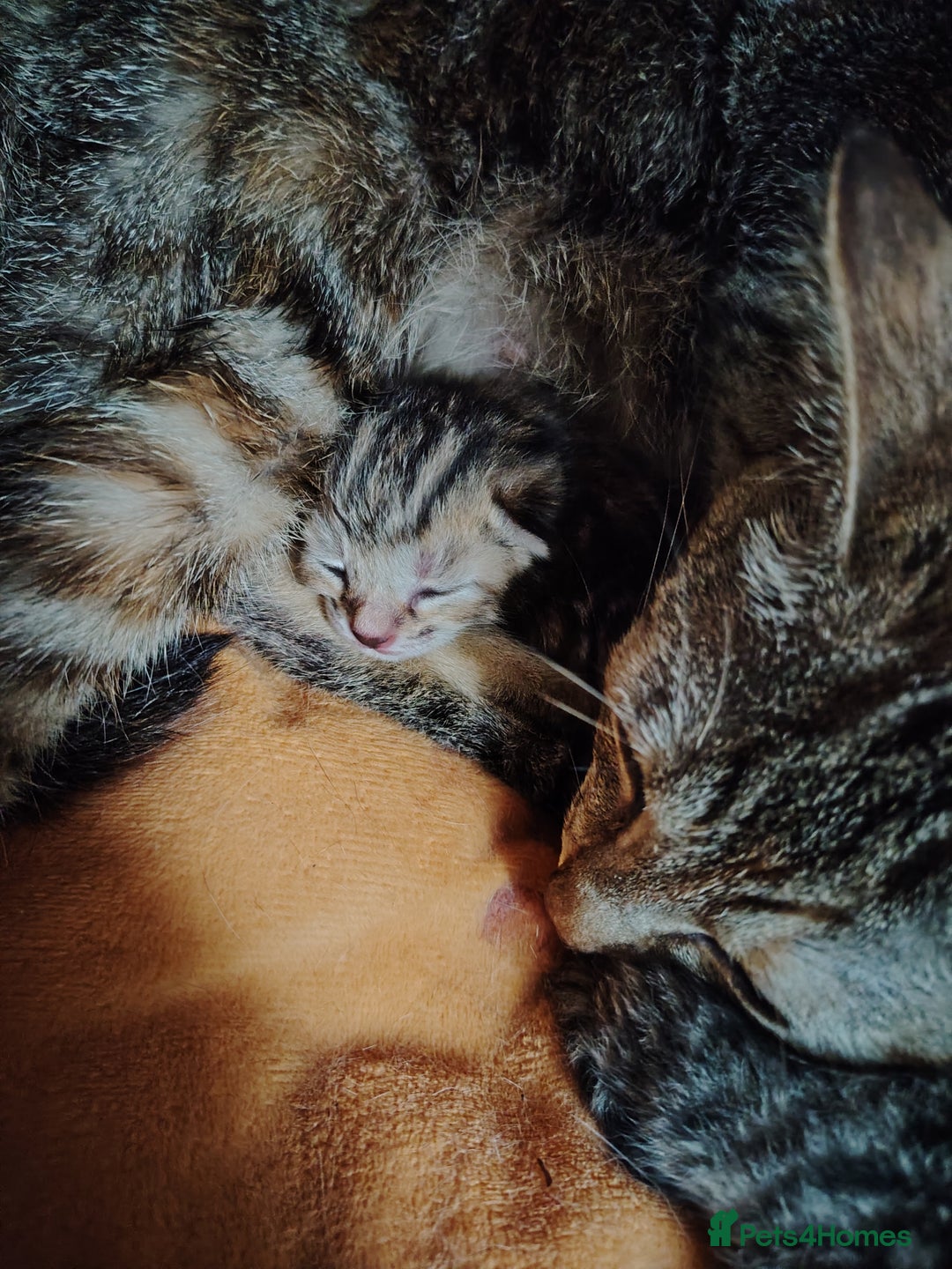 Mixed Breed cats for sale: Two female kitten's available  - Image 16