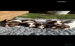 English Springer Spaniel dogs for sale: Stunning KC Reg Springer Spaniel Puppies For Sale - Image 1