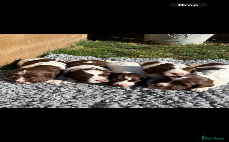 English Springer Spaniel dogs - Advert 1