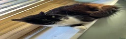 Mixed Breed cats for sale: Cats  **  in Cheadle - Advert 7